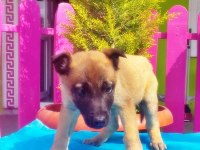 Belçika kurdu yavru