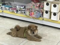 Çin Aslanı 2,5 Aylık