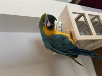 Macaw Papağanı Ele Omza Alışkın 30 Kelime Biliyor
