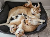 Safkan Golden British Shorthair