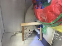 Scottish Fold (Beyaz Yavrumuz)