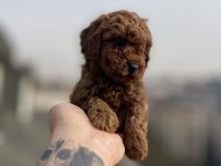 3 aylık kore poodle yavrular