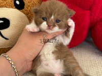 Cinnamon Chocolate Bicolour Bebek Kedilerimiz