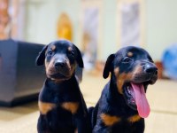Irk Garantili Doberman Köpeği Yavruları
