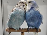 Yeni Eşleme Show Jumbo Ve Jumbo Çift Muhabbet Kuşlar