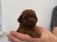 50 Günlük Dişi Kore Toy Poodle