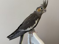 Sultan Papağanı Sahiplendirilecektir