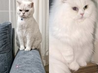 British Longhair Bebeklerim Yuva Arıyor