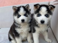 Irk Garantili Husky Yavrularımız
