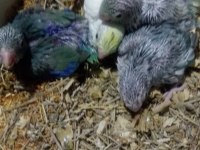 Forpus Papağanı Yavrularımız