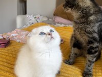 British Longhair Golden Point