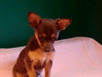 Sıfır Numara Blue Tan Chihuahua Yavrularımız