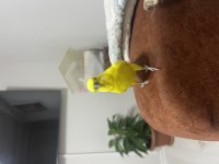 Çok Alışkın Konuşan Elden Koldan İnmez Muhabbet Kuşu