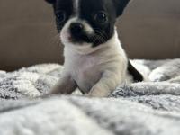 Elma Kafa Küt Burun Chihuahua Bebekler