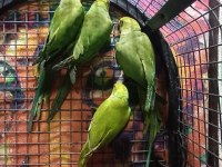 Kapalı Bilezik Pakistan Papağanlarımız