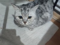 British shorthair sağlıklı erkek