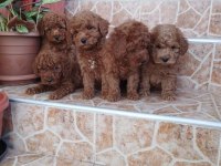 A kalite poodle yavrularımız