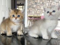 Irk Garantili British Golden Ve Silver Yavrularımız