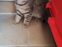 Scottish Fold Kedimiz