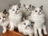 Kedilibab'dan şecereli show kalite ragdoll kediler