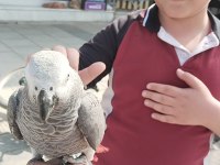 Jako Papağanı Ve Diğer Çeşitlerimiz Mevcuttur