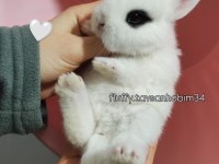 Sürme Göz - Cüce Tavşan Hotot