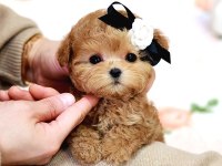 Toy Poodle Yavru Köpekler Ücretsiz Değildir