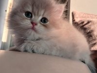 Show Kalite British Longhair Bebekler