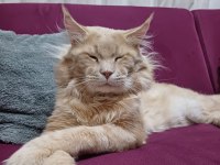 Xxl Boy Maine Coon Yavrular