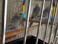 2 Aylık Muhabbet Kuşları Kendi Kuşlarımız