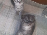 Bu Bebişler Çok Tatlı Scottish Fold