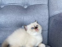 Blue Point Dişi Yavru British Shorthair