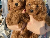 Red brown toy poodle bebeklerim