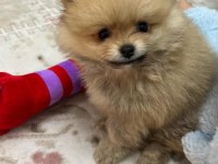 Kendi Üretimim Son 3 Yavru 60 Günlük Pomeranian Boo Bebekler
