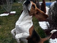 2 Yaşında Safkan Beagle