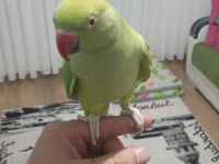 Evcil çift pakistan papağanı dişi konuşuyor