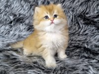 Organik British Güzellikler