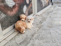 Kendi Köpeğimin Yavruları