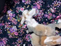 Teddy Lop Tavşan Yavruları