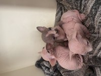 Sfenks Yavrularımız İçin Yuva Arıyoruz