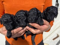 Irk Ve Sağlık Garantili Poodle 14 Adet Yavru