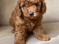 Toy poodle yavruları
