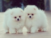 Pomeranian boo yavru köpekler