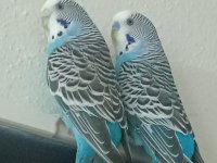 Hazır Eş Yavru Garantili Muhabbet Kuşları