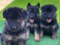 Showline Alman Kurdu Yavrularımız