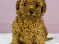 Red brown toy poodle bebeklerim
