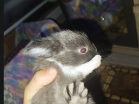 Mini californian mix yavru tavşanlar!