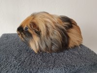 Acil satılık erkek ve ginepig