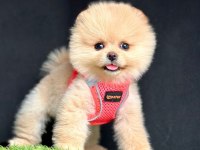 Safkan ve karneli pomeranian boo yavrularımız