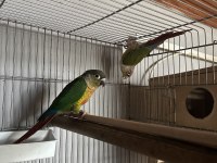 Yeni Eşleme Konur Papağanı Takım